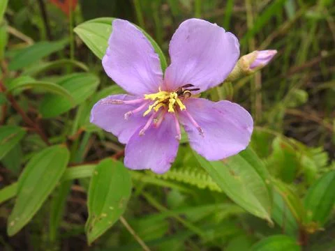 A wasp is pollinating flower Foto stock