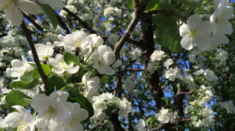 Wasp pollinating flowers in summer day when the sun light, close up Stock Footage 64013681