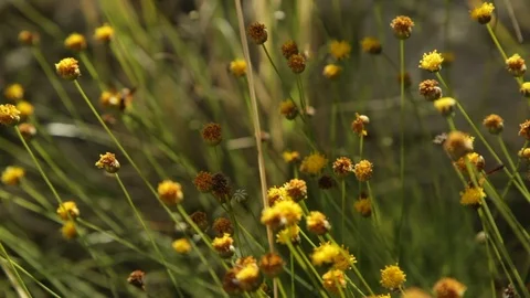 Wasp pollinating yellow flowers Stock Footage 104878508