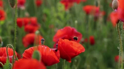 Wasp on the Poppy Field Stock Footage 77004092