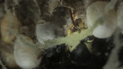 Wasp Queen and Larvae Video stock 143613315