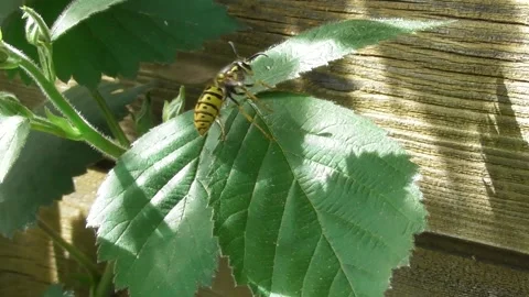 Wasp queen leaving the leaves 스톡 동영상 272222912