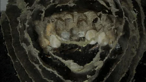 Wasp Queen in Nest Video stock 143613925