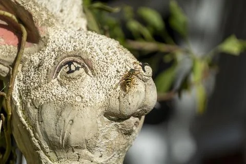 Wasp on rabbit statue Stock Photos