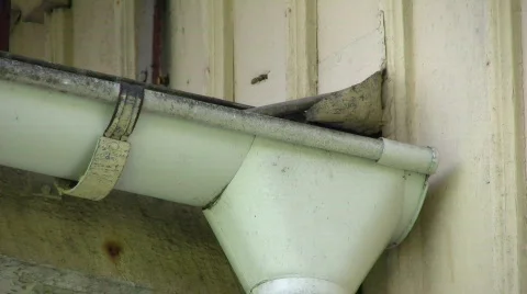 Wasp in the rain gutter Stock Footage 503526