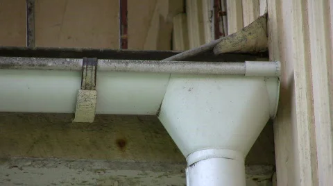 Wasp in the rain gutter Stock Footage 503534