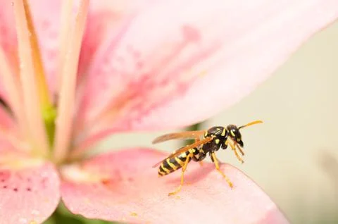 Wasp ready to fly Stock Photos