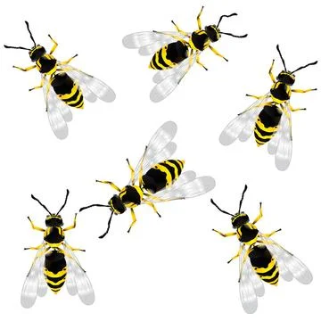 Wasp Realistic wasps, isolated objects over white background Copyright: xZ... Foto stock