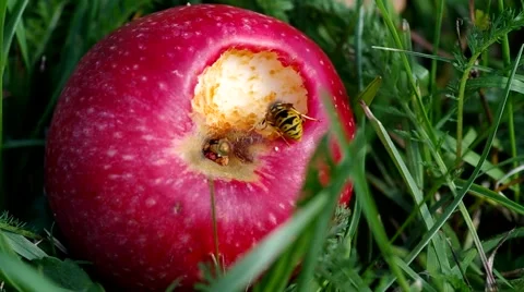 Wasp on red apples Stock Footage 56525529