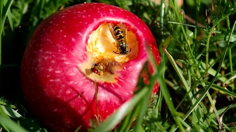 Wasp on red apples Stock Footage 56525541