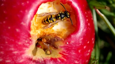 Wasp on red apples Stock Footage 56525557