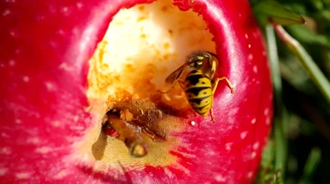 Wasp on red apples Stock Footage 56525714