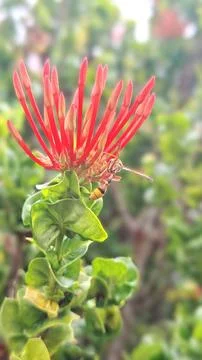 Wasp on Red Flower Buds Macro Stock Photos