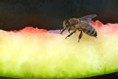 Wasp on the rest of the watermelon Stock Photos