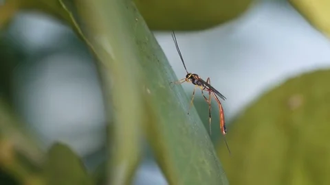 Wasp resting Stock Footage 82311774