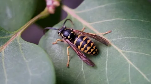 Wasp Resting on Green Leaf Before Flying Away Macro Video Video stock 343299185