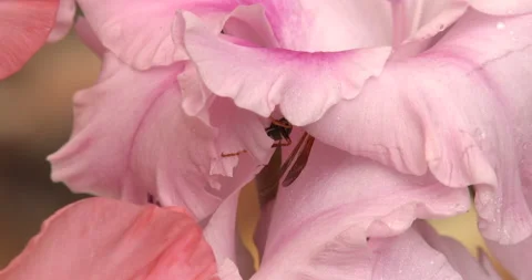 Wasp Resting Inside Gladioli Flower Stock Footage 235609061
