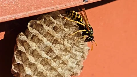 Wasp Resting on Paper Nest Macro Stock Footage 334789067