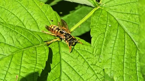 Wasp Resting on Raspberry Leaves Stock Footage 325854578