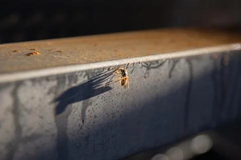 Wasp Resting on Rusty Metal Surface Container Edge Stock Photos