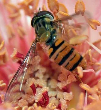 Wasp in a rosebud Stock Photos