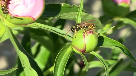 Wasp runs 스톡 동영상 89779371