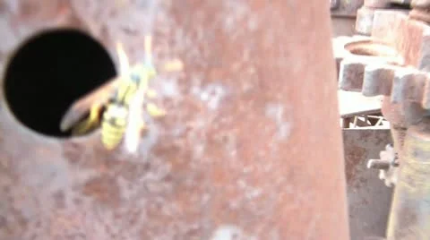 Wasp on Rusty Pole Stock Footage 12674322