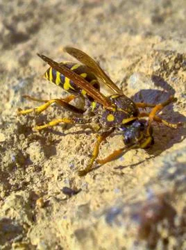 Wasp in the sand Stock Photos