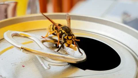 Wasp sat on drinks can ring pull Stock Photos