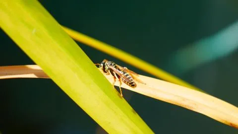 The wasp sat on a leaf Stock Photos