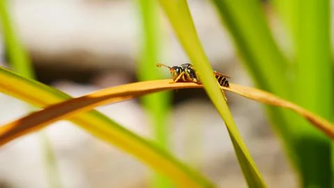 The wasp sat on a leaf Stock Photos