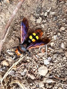 Wasp is a scopia on the ground. Stock Photos