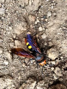 Wasp is a scopia on the ground. Stock Photos