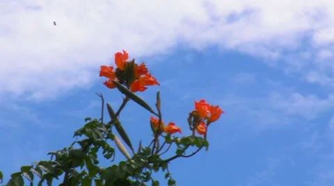 Wasp searching for flower elixir in the beautiful flowers of a tree Stock Footage 7743067