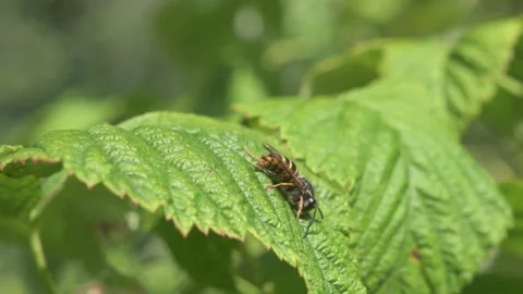 Wasp seating at raspberry leaf at sunny morning. close up Stock Footage 254430709