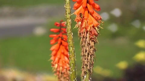 Wasp Seeks Nectar Stock Footage 75931720