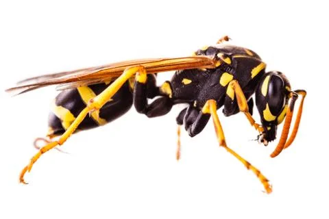 Wasp side isolated Stock Photos