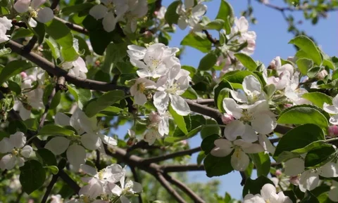 The wasp sits on the apple tree. Stock Footage 90265313