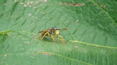 A wasp sits on a green leaf Video stock 119059093