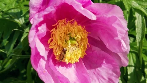 Wasp sits on a peony Stock Footage 130812128