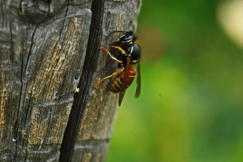 The wasp sits on the pole with the structure of the tree closeup Stock Photos