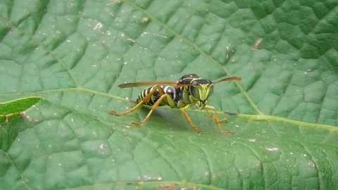 A wasp sits on a vine leaf Video stock 119059099