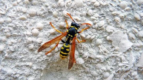 The wasp sits on a wall Stock Photos
