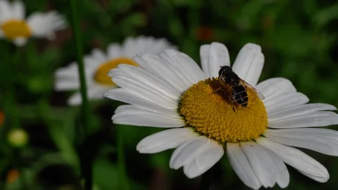 Wasp is sitting on a daisy Stock Footage 94328519