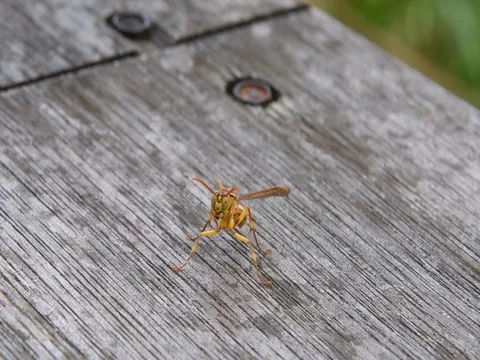 Wasp sitting Stock Footage 83289119