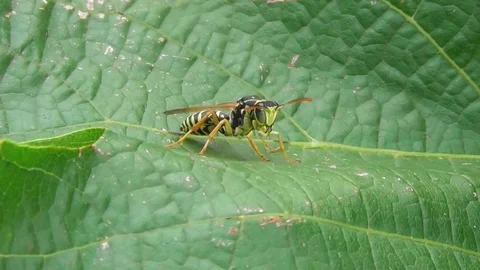 Wasp sitting on a green leaf close up Video stock 119059097