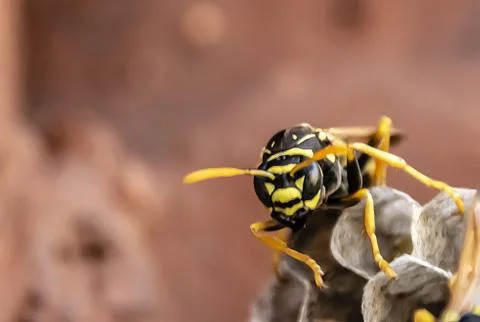 Wasp sitting on top of wasp nest close up Stock Photos
