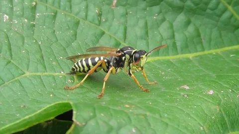 Wasp sitting on a vine leaf close up Video stock 119059101