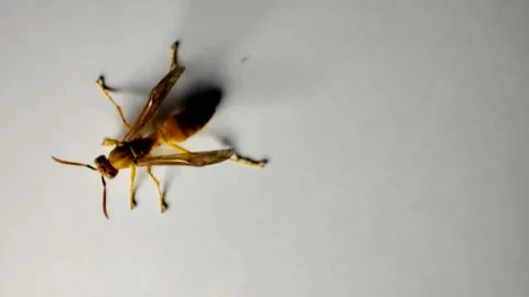 Wasp sitting on white ground Stock-Footage 170809697