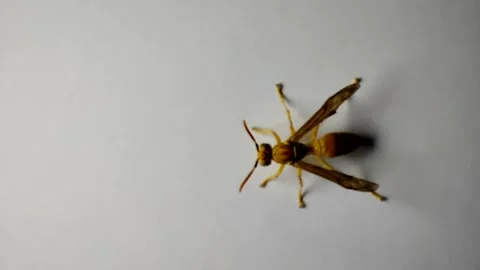 Wasp sitting on white ground Stock-Footage 170809755